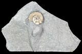 Ammonite (Promicroceras) Fossil - Lyme Regis #102886-1